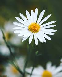 Wedding Flowers